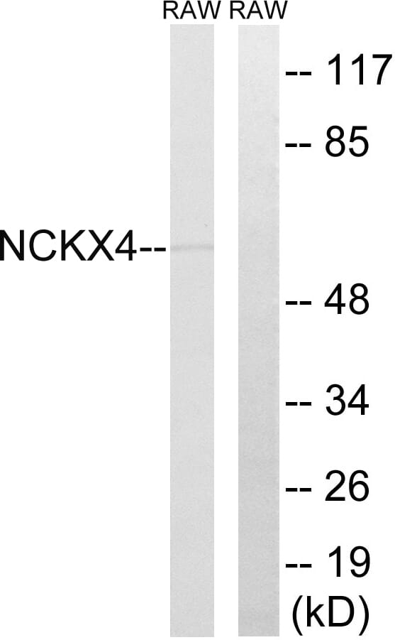 Western blot analysis of lysates from RAW264.7 cells using Anti-SLC24A4 Antibody. The right hand lane represents a negative control, where the antibody is blocked by the immunising peptide.