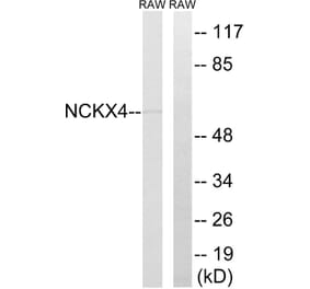 Western Blot - Anti-SLC24A4 Antibody (C18849) - Antibodies.com