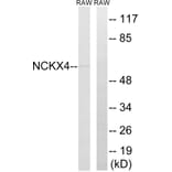 Western Blot - Anti-SLC24A4 Antibody (C18849) - Antibodies.com