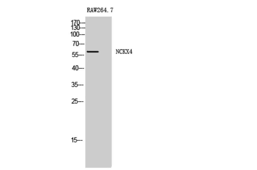 Western Blot - Anti-SLC24A4 Antibody (C18849) - Antibodies.com