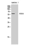 Western Blot - Anti-SLC24A4 Antibody (C18849) - Antibodies.com
