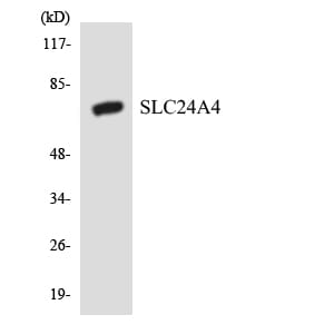 Western blot analysis of the lysates from HeLa cells using Anti-SLC24A4 Antibody.