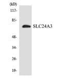 Western Blot - Anti-SLC24A3 Antibody (R12-3517) - Antibodies.com