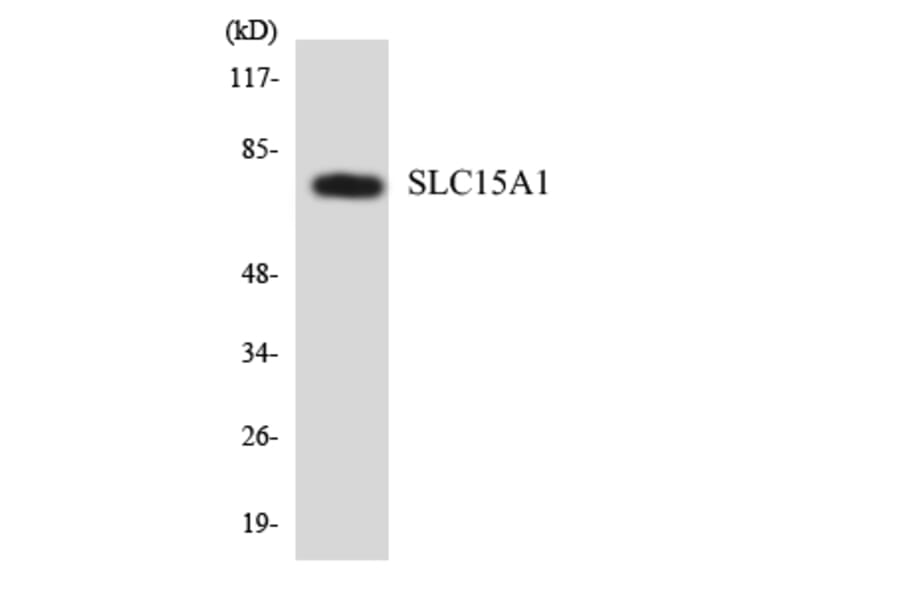 Western Blot - Anti-SLC15A1 Antibody (R12-3512) - Antibodies.com