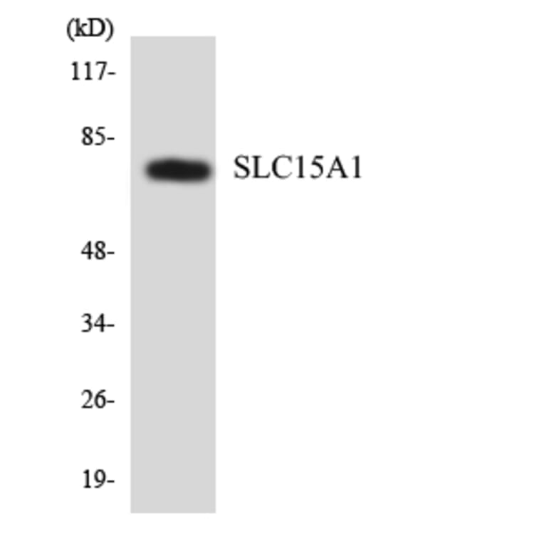 Western Blot - Anti-SLC15A1 Antibody (R12-3512) - Antibodies.com