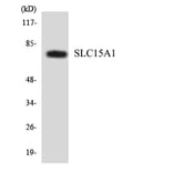 Western Blot - Anti-SLC15A1 Antibody (R12-3512) - Antibodies.com