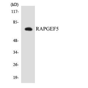 Western blot analysis of the lysates from COLO205 cells using Anti-RAPGEF5 Antibody.