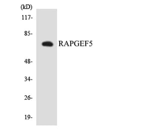 Western Blot - Anti-RAPGEF5 Antibody (R12-3405) - Antibodies.com