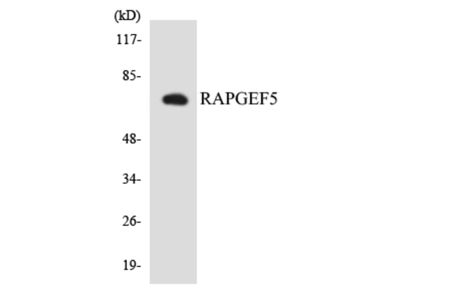 Western Blot - Anti-RAPGEF5 Antibody (R12-3405) - Antibodies.com