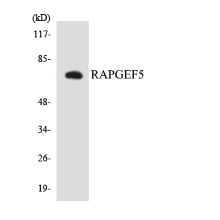 Western Blot - Anti-RAPGEF5 Antibody (R12-3405) - Antibodies.com