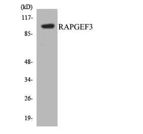 Western Blot - Anti-RAPGEF3 Antibody (R12-3404) - Antibodies.com