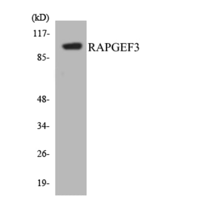 Western Blot - Anti-RAPGEF3 Antibody (R12-3404) - Antibodies.com