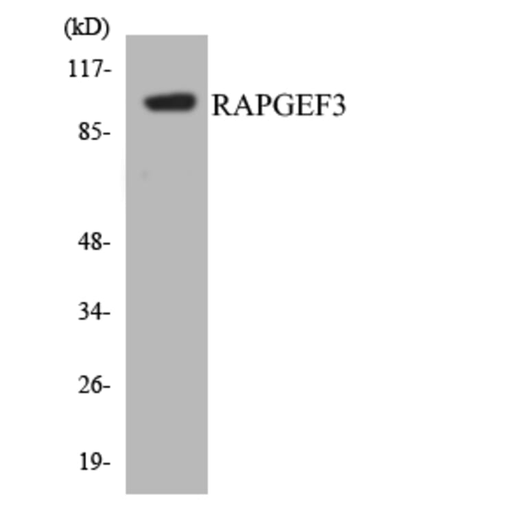 Western Blot - Anti-RAPGEF3 Antibody (R12-3404) - Antibodies.com