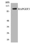 Western Blot - Anti-RAPGEF3 Antibody (R12-3404) - Antibodies.com