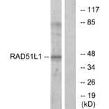 Western Blot - Anti-RAD51L1 Antibody (C13106) - Antibodies.com