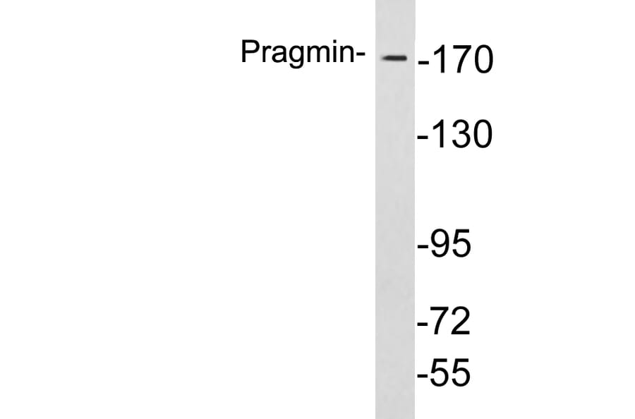 Western Blot - Anti-Pragmin Antibody (R12-2318) - Antibodies.com