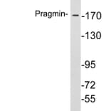 Western Blot - Anti-Pragmin Antibody (R12-2318) - Antibodies.com