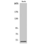 Western Blot - Anti-PPP2R3C Antibody (C18655) - Antibodies.com