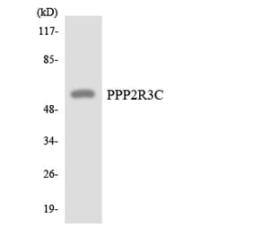 Western Blot - Anti-PPP2R3C Antibody (R12-3355) - Antibodies.com