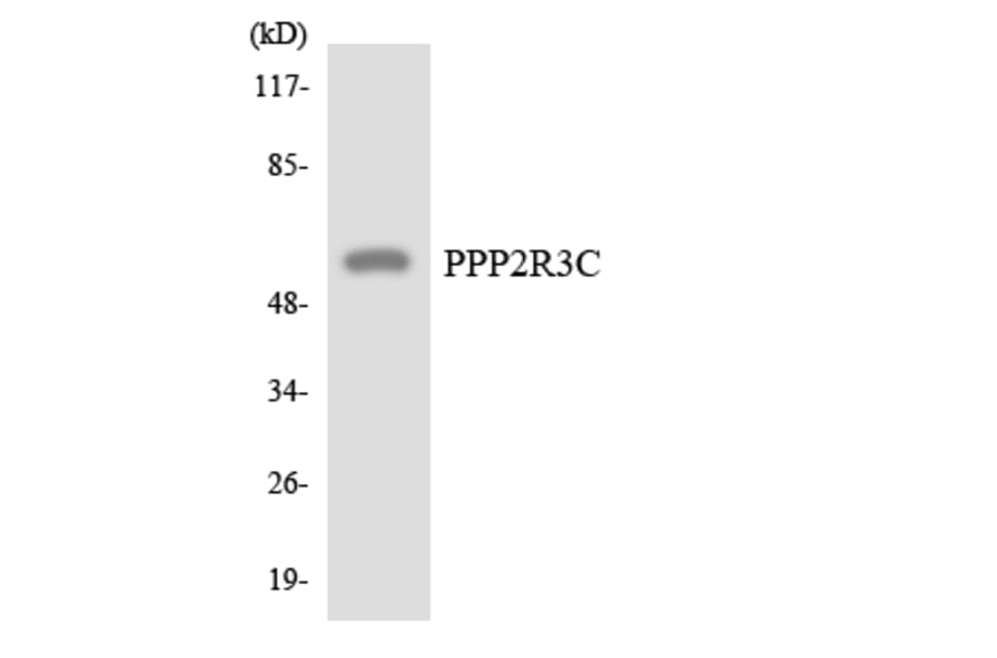 Western Blot - Anti-PPP2R3C Antibody (R12-3355) - Antibodies.com