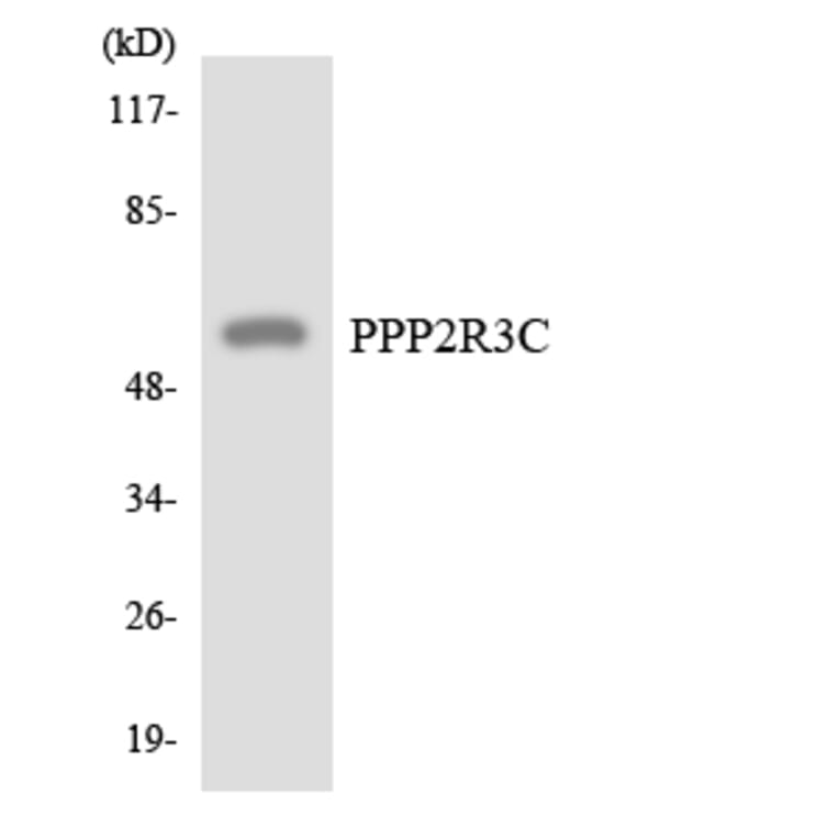 Western Blot - Anti-PPP2R3C Antibody (R12-3355) - Antibodies.com