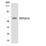 Western Blot - Anti-PPP2R3C Antibody (R12-3355) - Antibodies.com