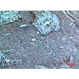 Immunohistochemistry - Anti-PLA2G4A Antibody (C30097) - Antibodies.com