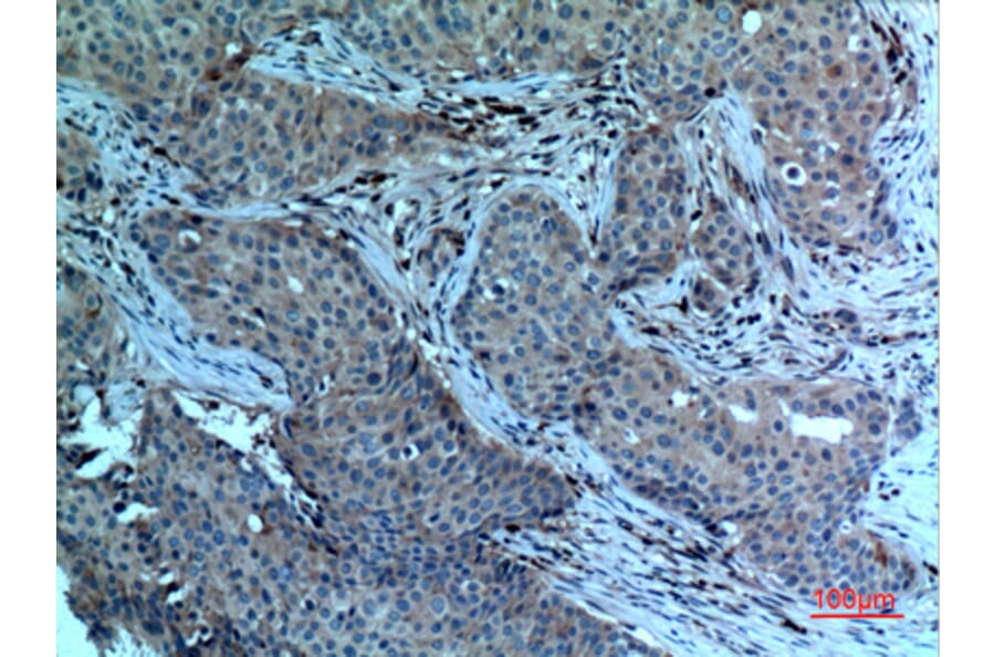 Immunohistochemistry - Anti-PLA2G4A Antibody (C30097) - Antibodies.com