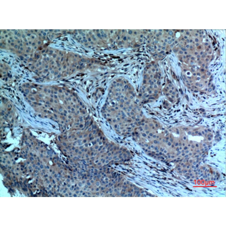 Immunohistochemistry - Anti-PLA2G4A Antibody (C30097) - Antibodies.com