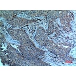 Immunohistochemistry - Anti-PLA2G4A Antibody (C30097) - Antibodies.com