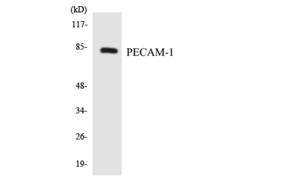 Western Blot - Anti-PECAM-1 Antibody (R12-3315) - Antibodies.com