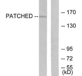 Western Blot - Anti-Patched Antibody (C0296) - Antibodies.com