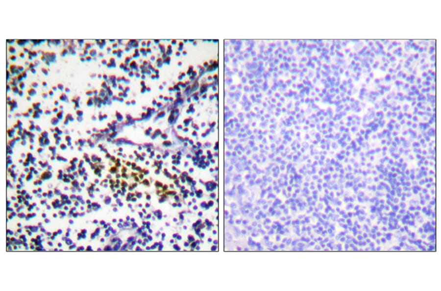 Immunohistochemistry - Anti-NYREN18 Antibody (C0360) - Antibodies.com