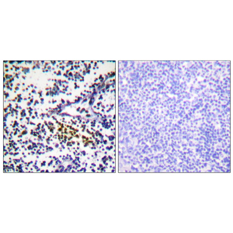 Immunohistochemistry - Anti-NYREN18 Antibody (C0360) - Antibodies.com