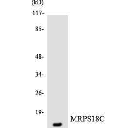 Western Blot - Anti-MRPS18C Antibody (R12-3051) - Antibodies.com