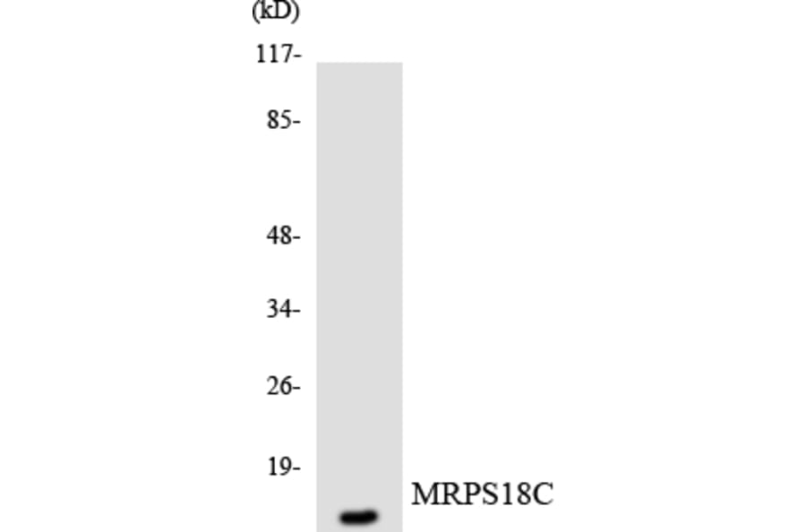 Western Blot - Anti-MRPS18C Antibody (R12-3051) - Antibodies.com