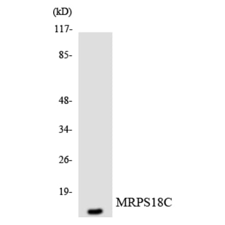 Western Blot - Anti-MRPS18C Antibody (R12-3051) - Antibodies.com