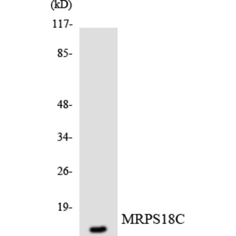 Western Blot - Anti-MRPS18C Antibody (R12-3051) - Antibodies.com