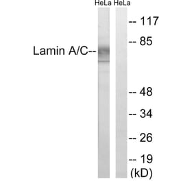 Western Blot - Anti-Lamin A Antibody (B8464) - Antibodies.com