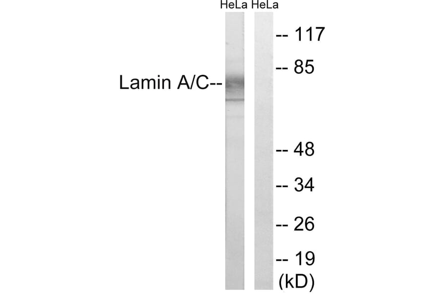 Western Blot - Anti-Lamin A Antibody (B8464) - Antibodies.com