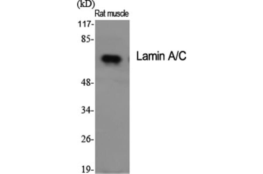 Western Blot - Anti-Lamin A Antibody (B8464) - Antibodies.com
