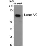 Western Blot - Anti-Lamin A Antibody (B8464) - Antibodies.com