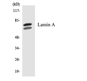 Western Blot - Anti-Lamin A Antibody (R12-2960) - Antibodies.com