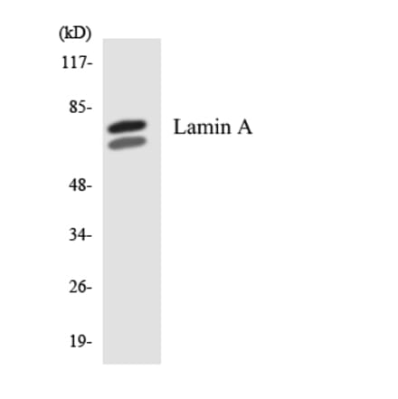 Western Blot - Anti-Lamin A Antibody (R12-2960) - Antibodies.com