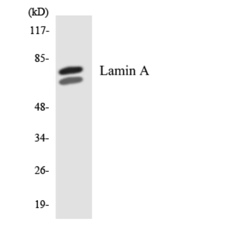 Western Blot - Anti-Lamin A Antibody (R12-2960) - Antibodies.com