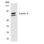 Western Blot - Anti-Lamin A Antibody (R12-2960) - Antibodies.com