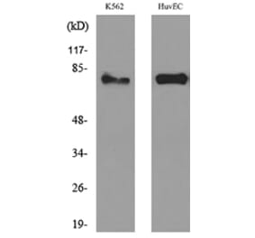 Western Blot - Anti-HSD17B4 Antibody (C30275) - Antibodies.com