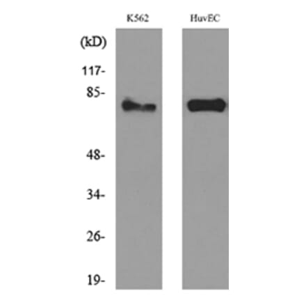 Western Blot - Anti-HSD17B4 Antibody (C30275) - Antibodies.com