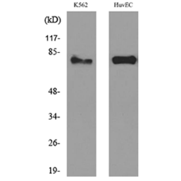 Western Blot - Anti-HSD17B4 Antibody (C30275) - Antibodies.com