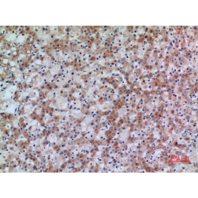 Immunohistochemistry - Anti-HSD17B4 Antibody (C30275) - Antibodies.com